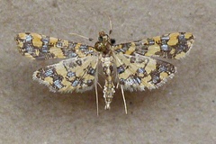 Eurrhyparodes tricoloralis