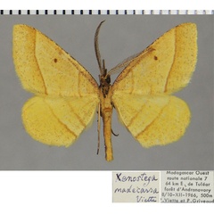 /filer/webapps/moths/media/images/M/madecassa_Sphyrocosta_AM_ZSMa.jpg