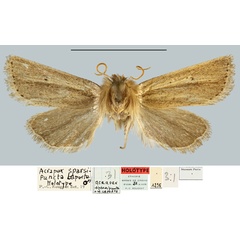 /filer/webapps/moths/media/images/S/sparsipuncta_Acrapex_HT_MNHN.jpg