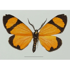 /filer/webapps/moths/media/images/N/niphanda_Terina_AM_Basquin_02a.jpg