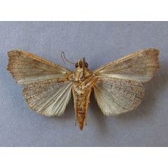 /filer/webapps/moths/media/images/S/sabulifera_Anomis_A_Baron_04.jpg