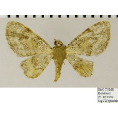 /filer/webapps/moths/media/images/B/birivulata_Gymnoscelis_AF_ZSMa.jpg