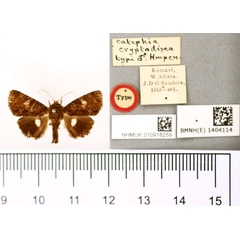 /filer/webapps/moths/media/images/C/cryptodisca_Catephia_HT_BMNH.jpg