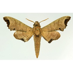 /filer/webapps/moths/media/images/A/apicalis_Likoma_AM_Basquin.jpg