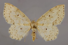 Scopula calcarata
