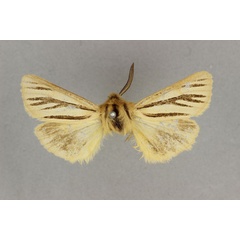 /filer/webapps/moths/media/images/D/dorsalis_Popoudina_HT_BMNH.jpg