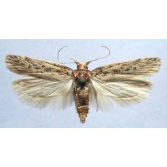 /filer/webapps/moths/media/images/I/incola_Scrobipalpa_AM_TMSA_01.jpg