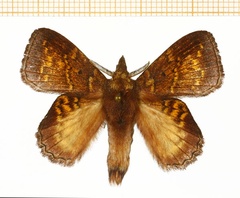 /filer/webapps/moths/media/images/B/batesi_Leipoxais_AM_RMCA.jpg