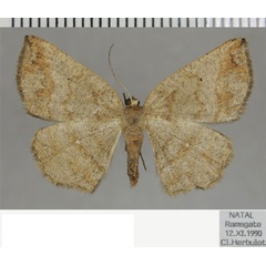 /filer/webapps/moths/media/images/S/strigata_Cabera_AF_ZSM.jpg