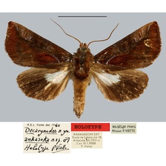 /filer/webapps/moths/media/images/A/ankasoka_Decarynodes_HT_MNHN.jpg