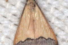 Autocharis fessalis