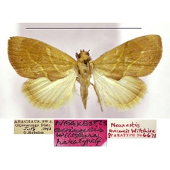/filer/webapps/moths/media/images/A/aviuncis_Neaxestis_PTF_TMSA.jpg