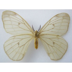 /filer/webapps/moths/media/images/A/ansorgei_Pseudaphelia_HT_NHMUKb_off9sXy.jpg