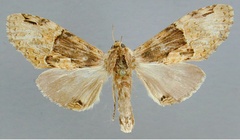 /usr/local/www/sites/moths/media/images/S/sjoestedti_Stemmatophalera_A_RMCA_01.jpg