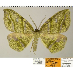 /filer/webapps/moths/media/images/T/turlini_Hypochrosis_AT_ZSM.jpg