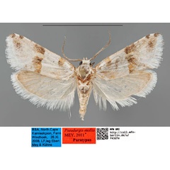 /filer/webapps/moths/media/images/M/mollis_Pseudurgis_PTM_MfNa_Ek6FtSf.jpg