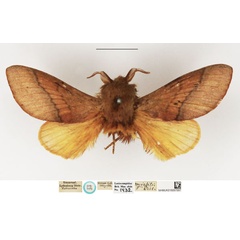/filer/webapps/moths/media/images/M/mirabilis_Taragama_STM_NHMUK.jpg
