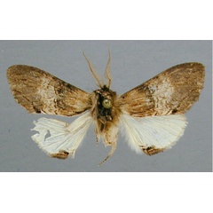 /filer/webapps/moths/media/images/V/vittata_Atrasana_HT_RMCA.jpg