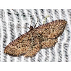 /filer/webapps/moths/media/images/O/obscurata_Horisme_A_Braun.jpg