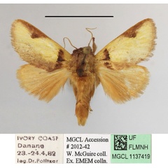 /filer/webapps/moths/media/images/A/afflata_Perola_A_MGCLa_01.JPG