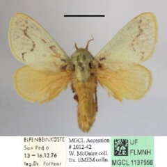 /filer/webapps/moths/media/images/P/pallida_Parasa_A_MGCLa_01.JPG