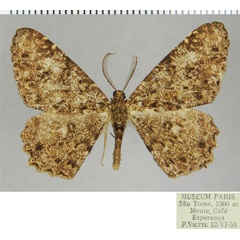 /filer/webapps/moths/media/images/A/albitrigonis_Cleora_AM_ZSMa.jpg