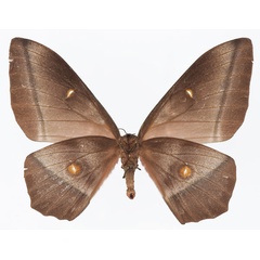 /filer/webapps/moths/media/images/L/longicaudata_Imbrasia_AF_Basquinb.jpg