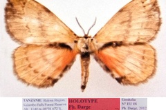 Murphyana hausmanni