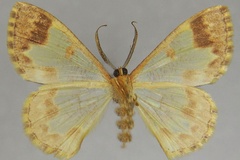 Zamarada trifida