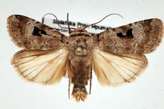 Ariathisa abyssinia