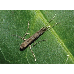 /filer/webapps/moths/media/images/P/procellaris_Semnocera_A_Triberti-etal_2024_32.jpg