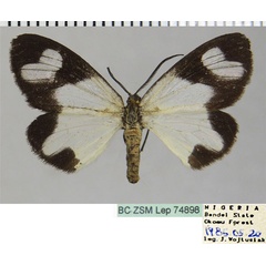 /filer/webapps/moths/media/images/R/renifera_Terina_AF_ZSM.jpg