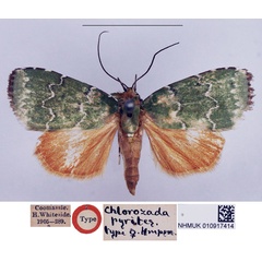 /filer/webapps/moths/media/images/P/pyrites_Chlorozada_HT_NHMUK.jpg