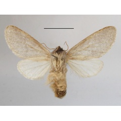 /filer/webapps/moths/media/images/S/steniptera_Epicerura_A_MGCLb_01.JPG