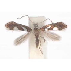 /filer/webapps/moths/media/images/G/grewiella_Phyllonorycter_A_TMSA_01.jpg