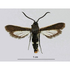 /filer/webapps/moths/media/images/B/bartschi_Hagnogyna_HT_ZSM_01.jpg