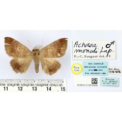 /filer/webapps/moths/media/images/M/monodi_Achaea_PT_BMNH.jpg