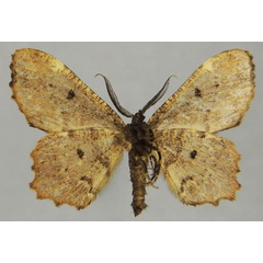 /filer/webapps/moths/media/images/A/albicurvata_Colocleora_AM_ZSMb.jpg