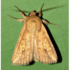 /filer/webapps/moths/media/images/P/pyrausta_Mythimna_A_Braun_20.jpg