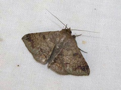 /filer/webapps/moths/media/images/I/inangulata_Ericeia_A_Goff_02.jpg