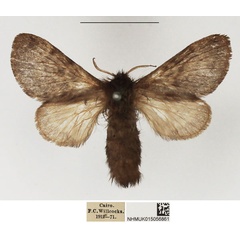 /filer/webapps/moths/media/images/U/undata_Anadiasa_AF_NHMUK.jpg