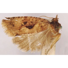 /filer/webapps/moths/media/images/A/atrinodis_Acharneodes_LT_SAMC.jpg