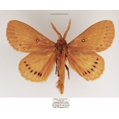 /filer/webapps/moths/media/images/M/melambela_Philotherma_AM_TMSA.jpg