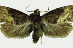 Fulcrifera bicolorana