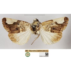 /filer/webapps/moths/media/images/M/monilifera_Acontia_HT_NHMUK.jpg