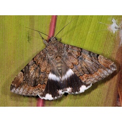 /filer/webapps/moths/media/images/C/catella_Achaea_A_Mazzei_01.jpg