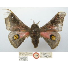 /filer/webapps/moths/media/images/F/festiva_Ludia_HT_NHMUKa.jpg