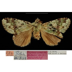 /filer/webapps/moths/media/images/G/galaia_Desmeocraera_HT_RBINSa.jpg