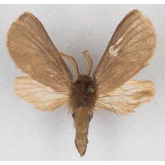 /filer/webapps/moths/media/images/N/nigritarsis_Metarctia_HT_MCSG_01.jpg