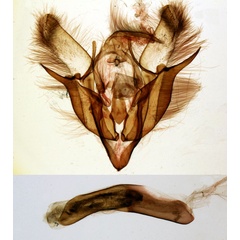 /filer/webapps/moths/media/images/S/semyenensis_Euxoa_GMHT_MNHN_1413.jpg
